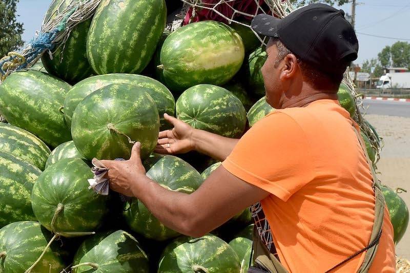 مكتب سلامة المنتجات الغذائية يخضع البطيخ إلى المراقبة الصحية الصارمة