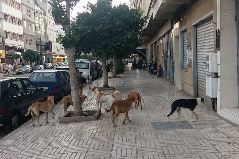 “الكلاب الضالة” تثير الرعب في طنجة