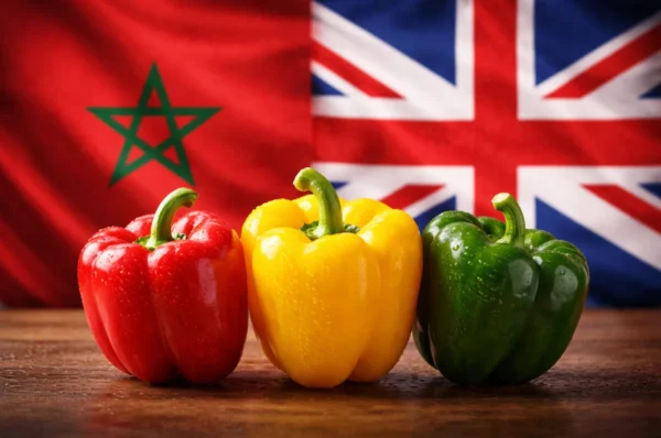 المغرب يعزز صادرات الفلفل للسوق البريطانية محققا نموا قياسيا ملحوظا