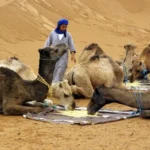 جمعية بيئية تحذر من خطر انقراض الإبل في الصحراء المغربية