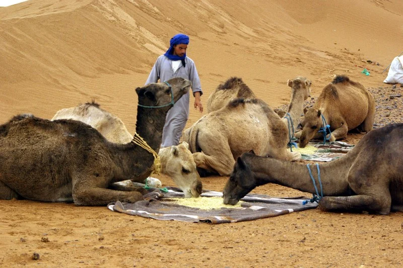 جمعية بيئية تحذر من خطر انقراض الإبل في الصحراء المغربية