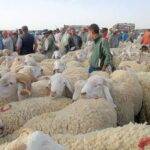 وفرة في عرض ماشية عيد الأضحى تخفف الضغط على الأسواق