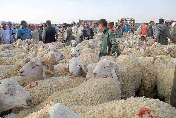 وفرة في عرض ماشية عيد الأضحى تخفف الضغط على الأسواق