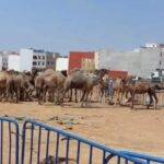 جدل تراخيص استيراد الإبل يثير تساؤلات حول الشفافية بالأقاليم الجنوبية