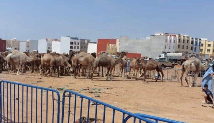 جدل تراخيص استيراد الإبل يثير تساؤلات حول الشفافية بالأقاليم الجنوبية